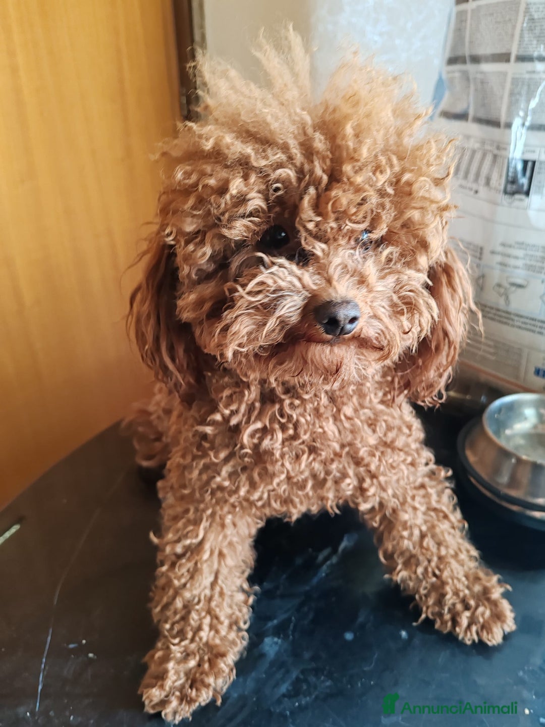 Barboncino Toy cani in vendita: Barboncini toy  a Città metropolitana di Roma Capitale - Annuncio 2