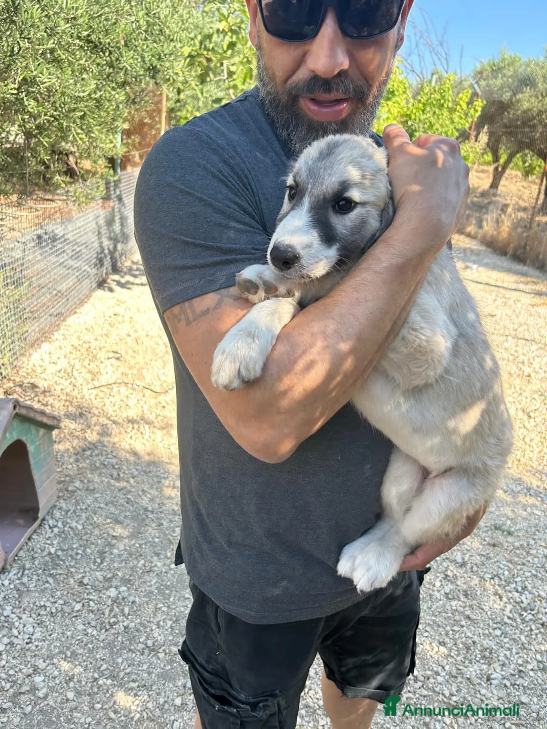 Meticcio cani in regalo: FURIETTA E FURIA, - Annuncio 5