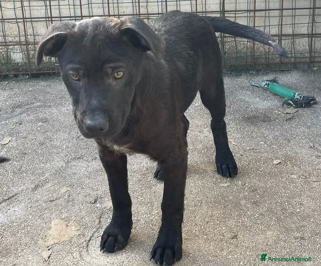 Meticcio cani in regalo: DOLCISSIMO SIMIL LABRADOR NERO - Annuncio 2