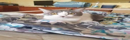 Europeo gatti in regalo: BRIGITTE, dolce gattina in adozione  - Annuncio 5