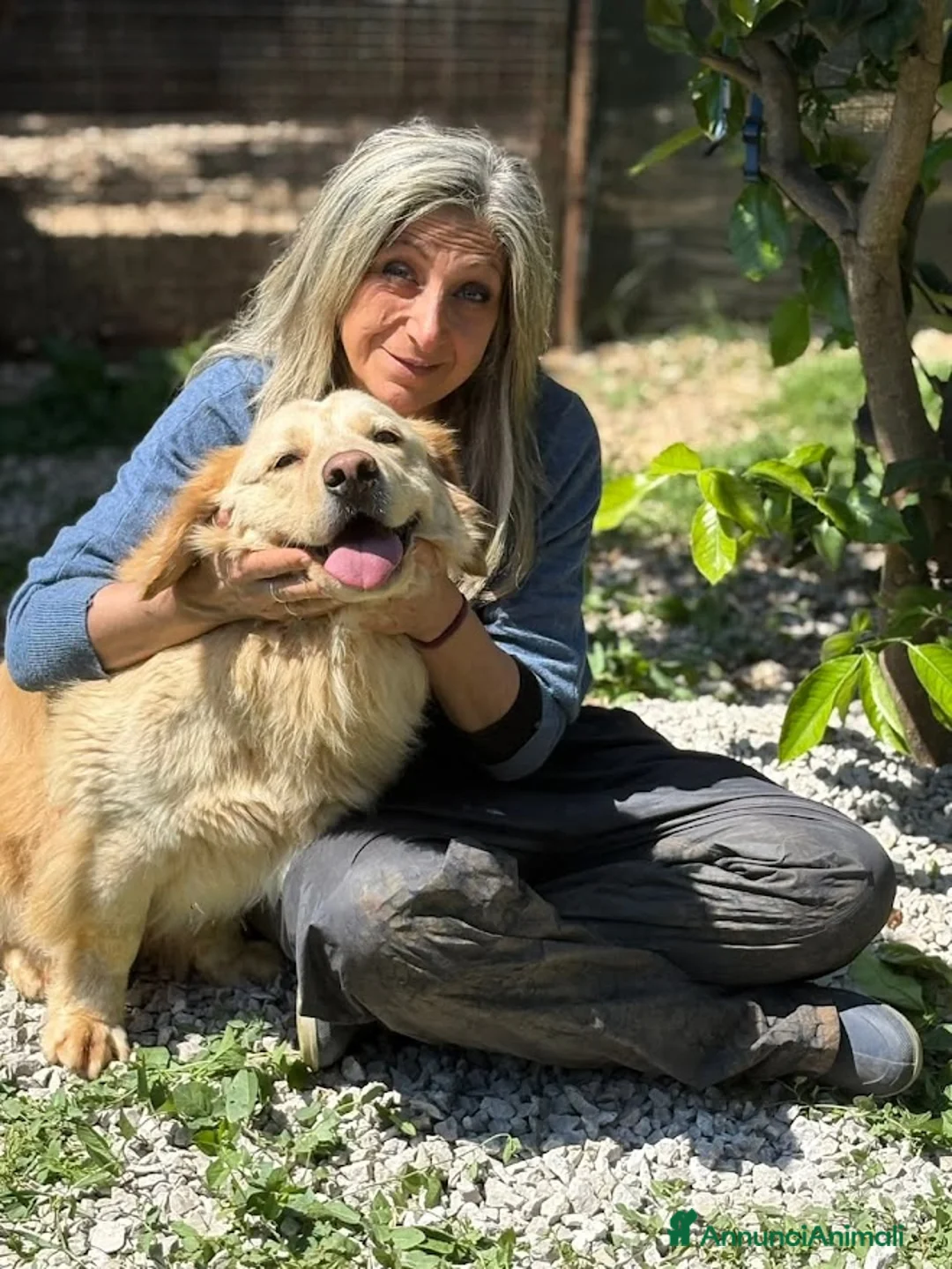 Meticcio cani in regalo: OSCAR bassottone Simil Golden a Città Metropolitana di Bologna - Annuncio 12