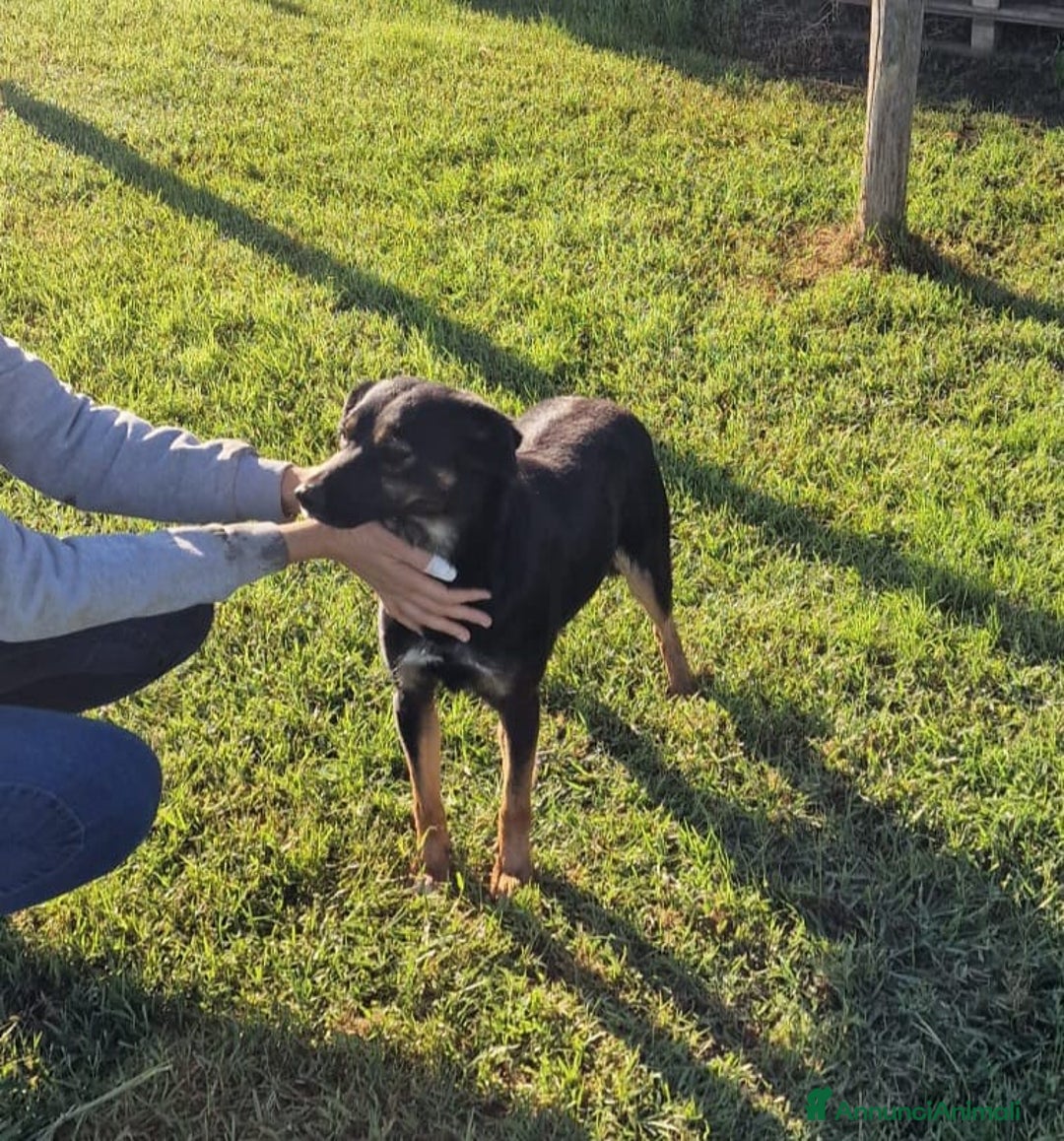 Meticcio cani in regalo: Tac, giovanissima, piccola e dolce - Annuncio 10