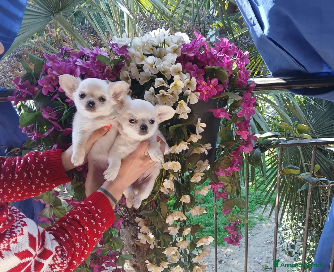 Chihuahua cani in vendita: Cuccioli di chihuahua toy  - Annuncio 1