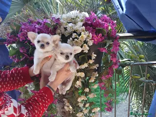 Chihuahua cani Cuccioli di chihuahua toy - Annuncio 1