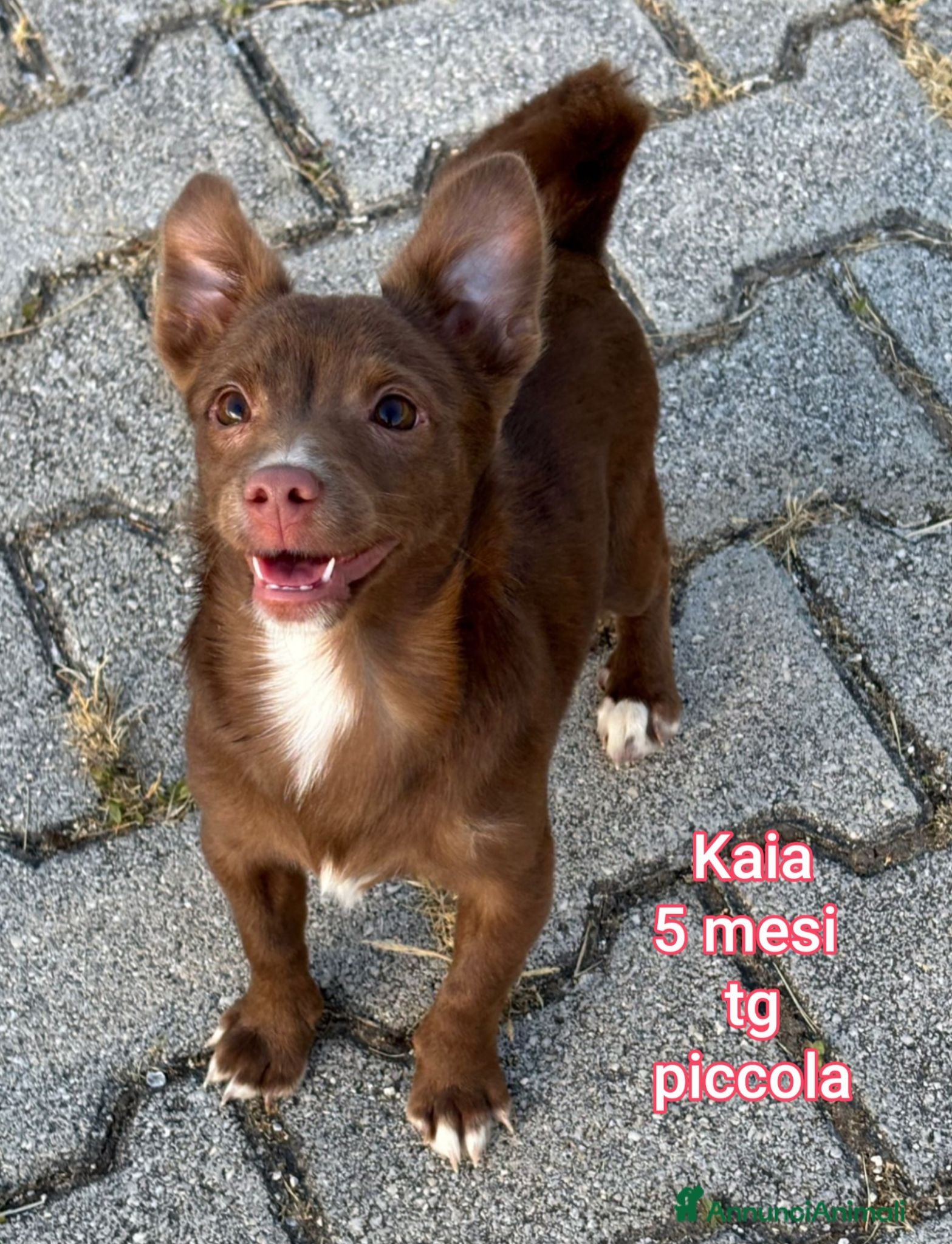 Meticcio cani ADOTTA UN CUCCIOLO  - Annuncio 1