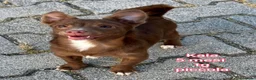 Meticcio cani in regalo: ADOTTA UN CUCCIOLO  a Provincia di Reggio Emilia - Annuncio 1