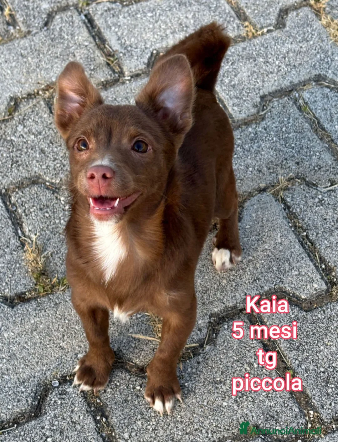 Meticcio cani in regalo: ADOTTA UN CUCCIOLO  a Provincia di Reggio Emilia - Annuncio 1