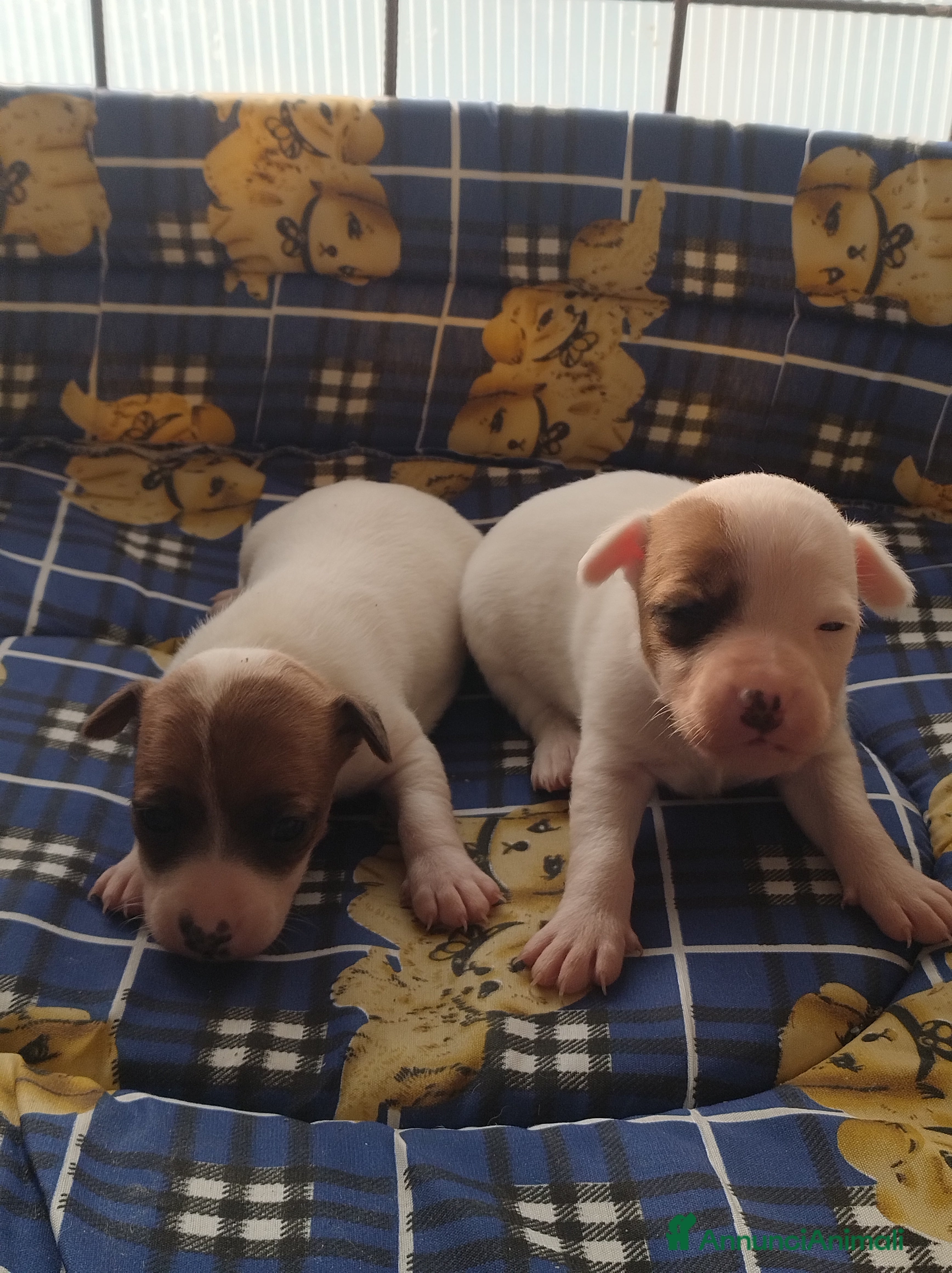 Jack Russell cani JACK RUSSELL pelo corto  - Annuncio 1