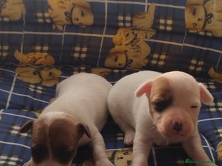 Jack Russell cani JACK RUSSELL pelo corto - Annuncio 1