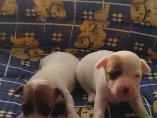 Jack Russell cani JACK RUSSELL pelo corto - Annuncio 3