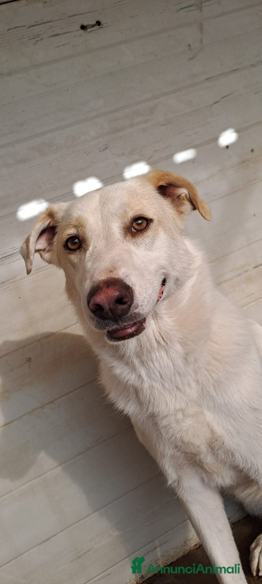 Meticcio cani in regalo: MOLLY  - Annuncio 9