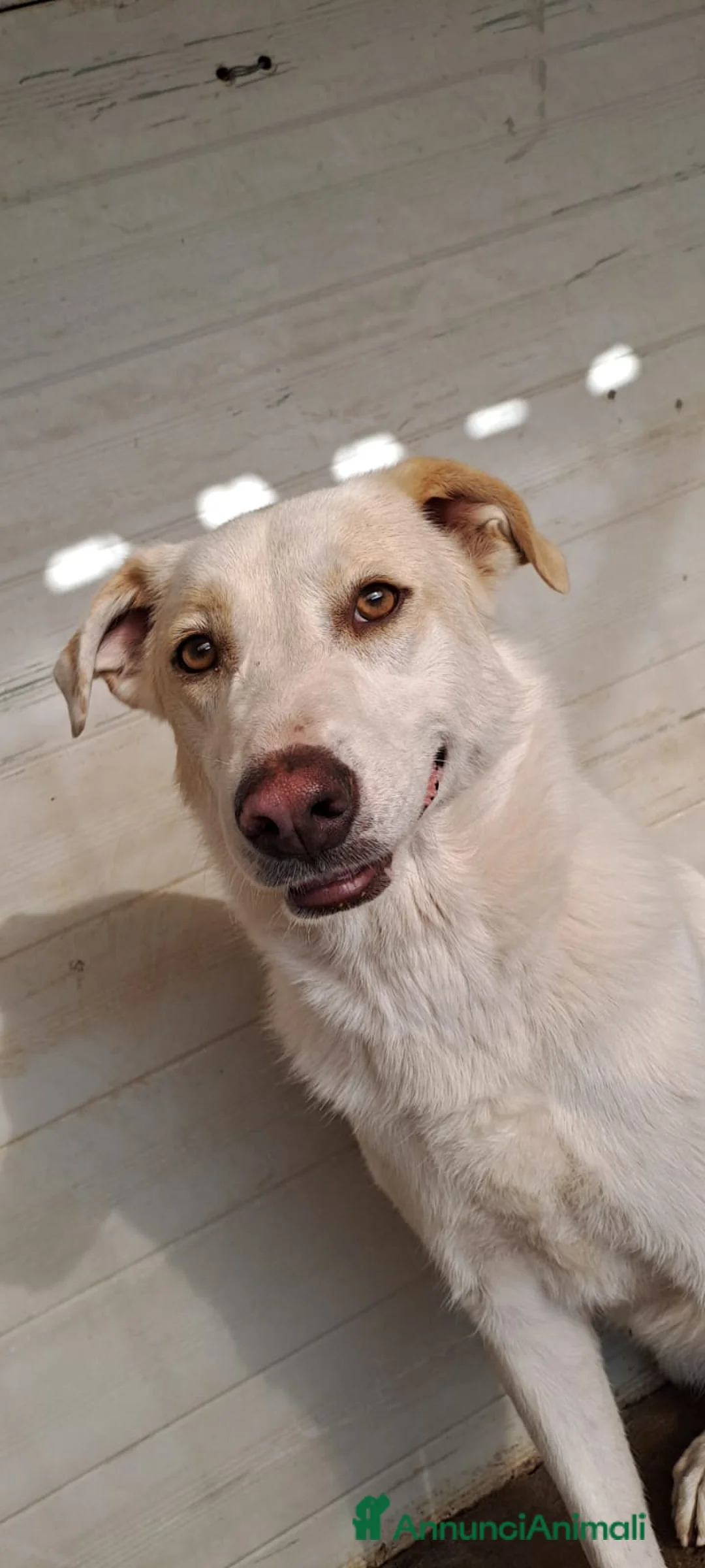 Meticcio cani in regalo: MOLLY  - Annuncio 9