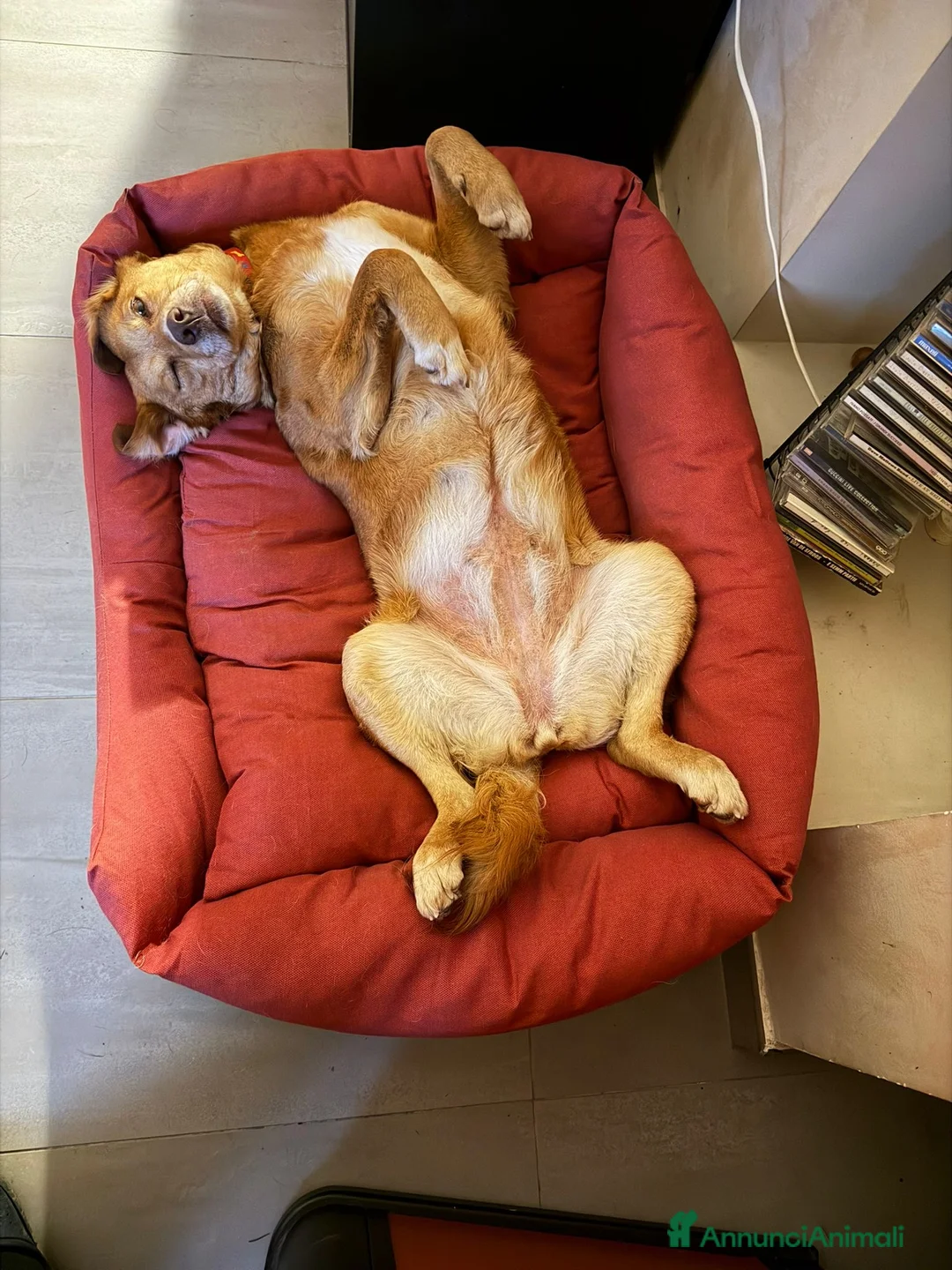 Meticcio cani in regalo: Paperina cagnolina socievole 6 anni 16 kg - Annuncio 2