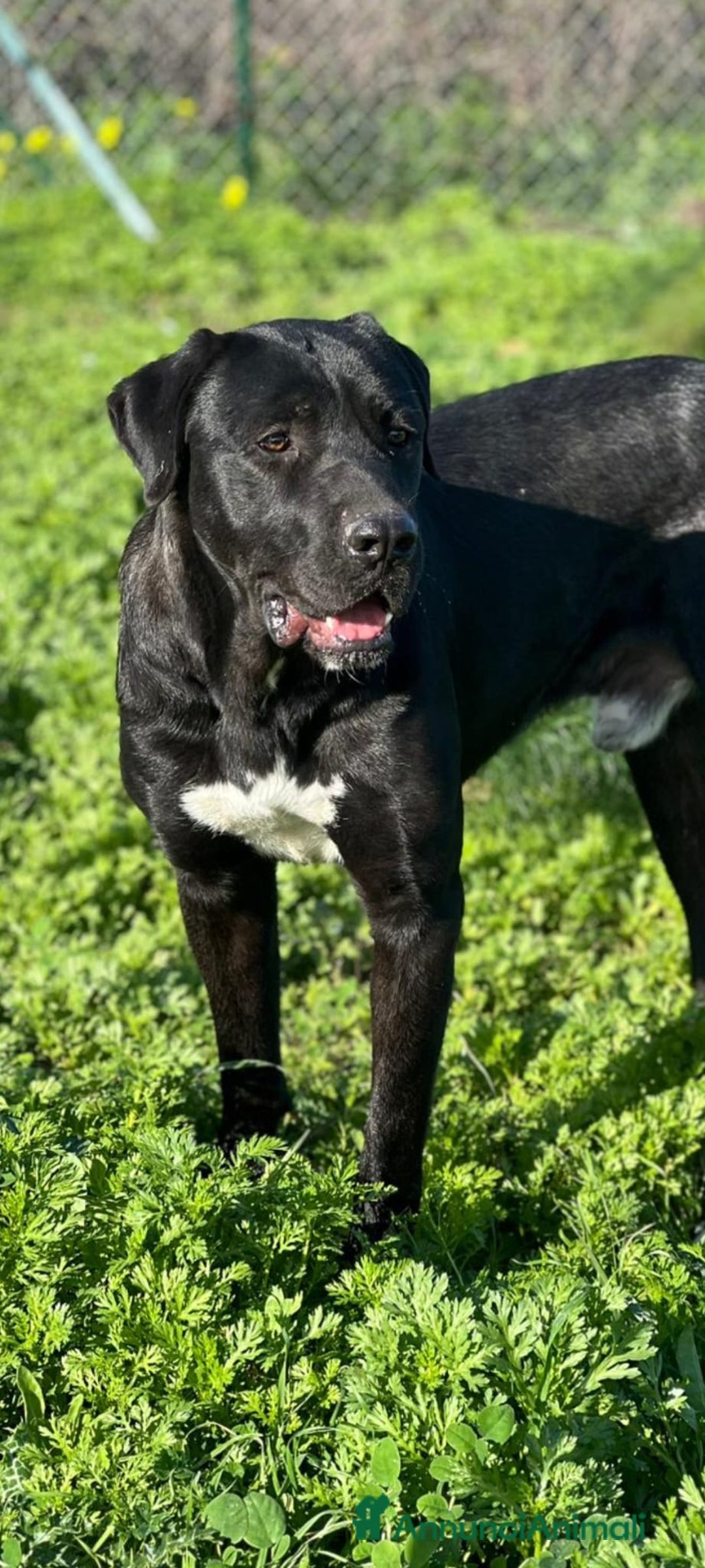 Meticcio cani in regalo: Lupin  - Annuncio 3