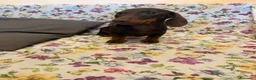 Bassotto cani in vendita: Cucciolo di bassotto età 5 mesi con Pedigree Enci. - Annuncio 2