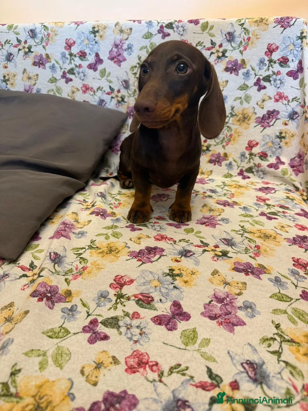 Bassotto cani in vendita: Cucciolo di bassotto età 5 mesi con Pedigree Enci. - Annuncio 2