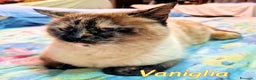 Siamese gatti in regalo: VANIGLIA DOLCISSIMA GATTINA SIMILSIAMESE - Annuncio 2