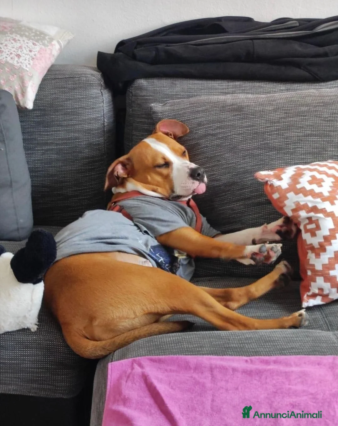 Meticcio cani in regalo: Luna 5 anni , cerca casa urgente. a Città metropolitana di Milano - Annuncio 4