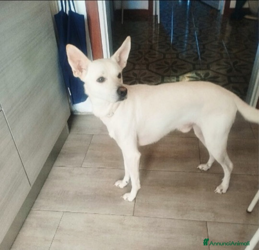 Meticcio cani in regalo: 2anni kg11 meraviglioso ok gatti MILANO URGENTEEE - Annuncio 1