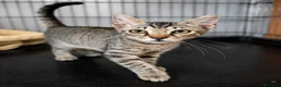 Europeo gatti in regalo: Gattino maschio tigrato a Città metropolitana di Roma Capitale - Annuncio 12