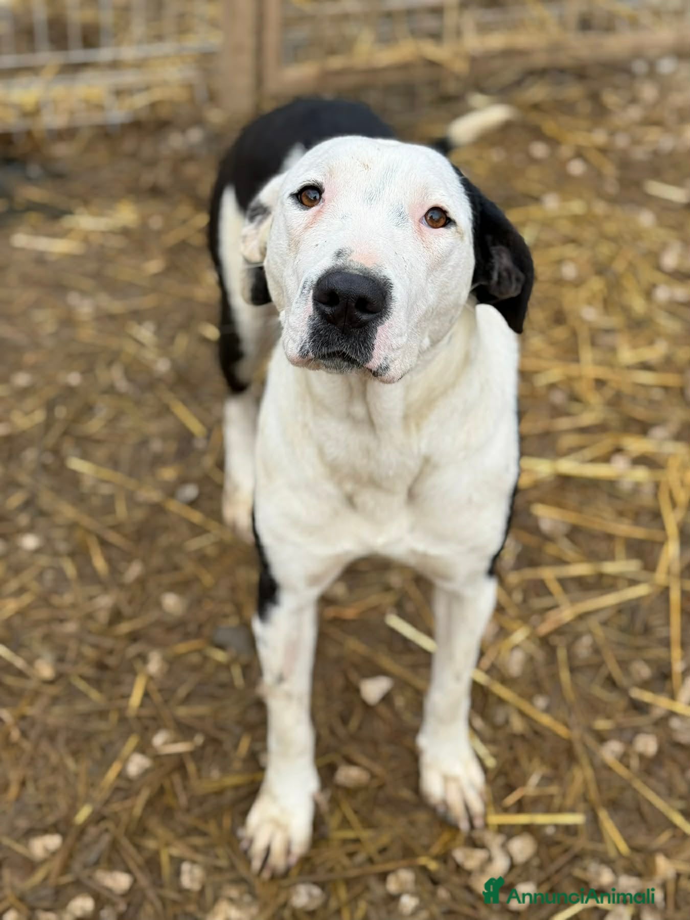 Meticcio cani ROXY, mix PITTINA dolce come il miele! - Annuncio 17