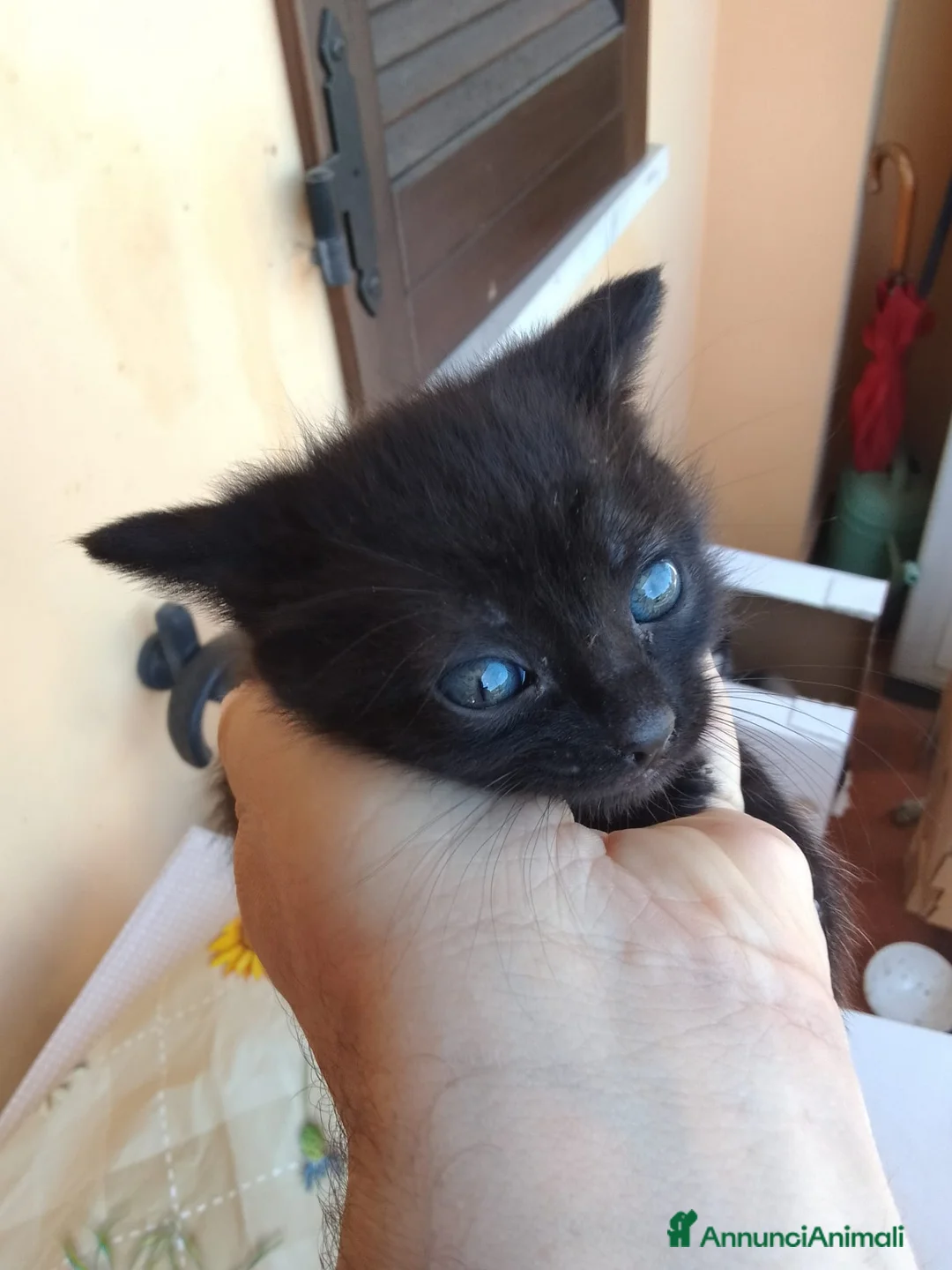 Europeo gatti in regalo: Gattini cercano casa a Provincia di Pisa - Annuncio 1