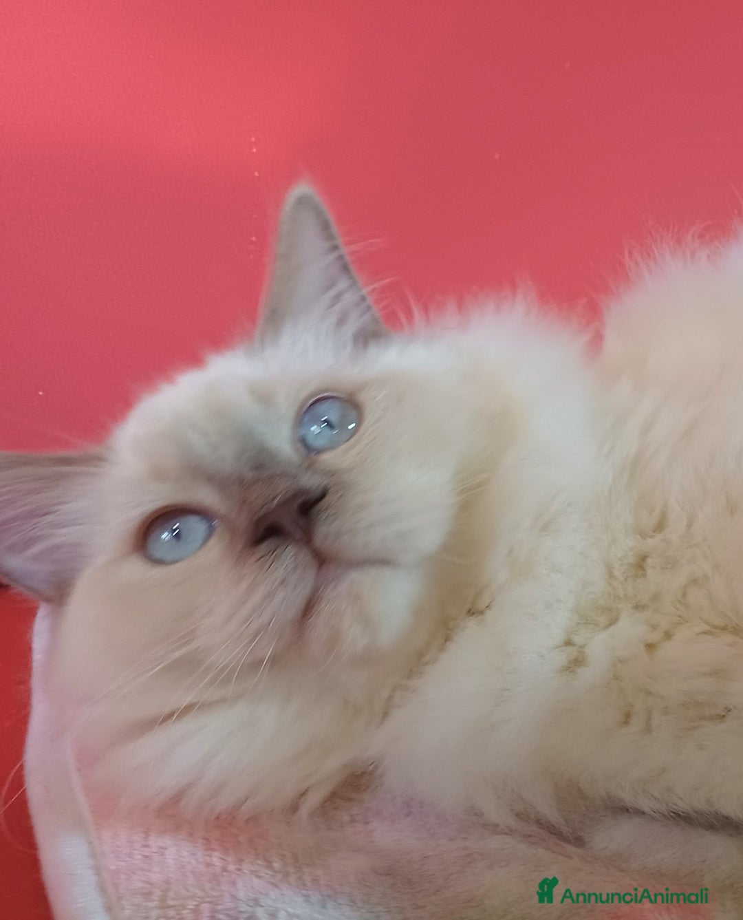 Ragdoll gatti in vendita: Wonder Blue Sirius - Annuncio 5