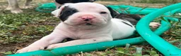 Bulldog cani in vendita: American Bulldog - Annuncio 3