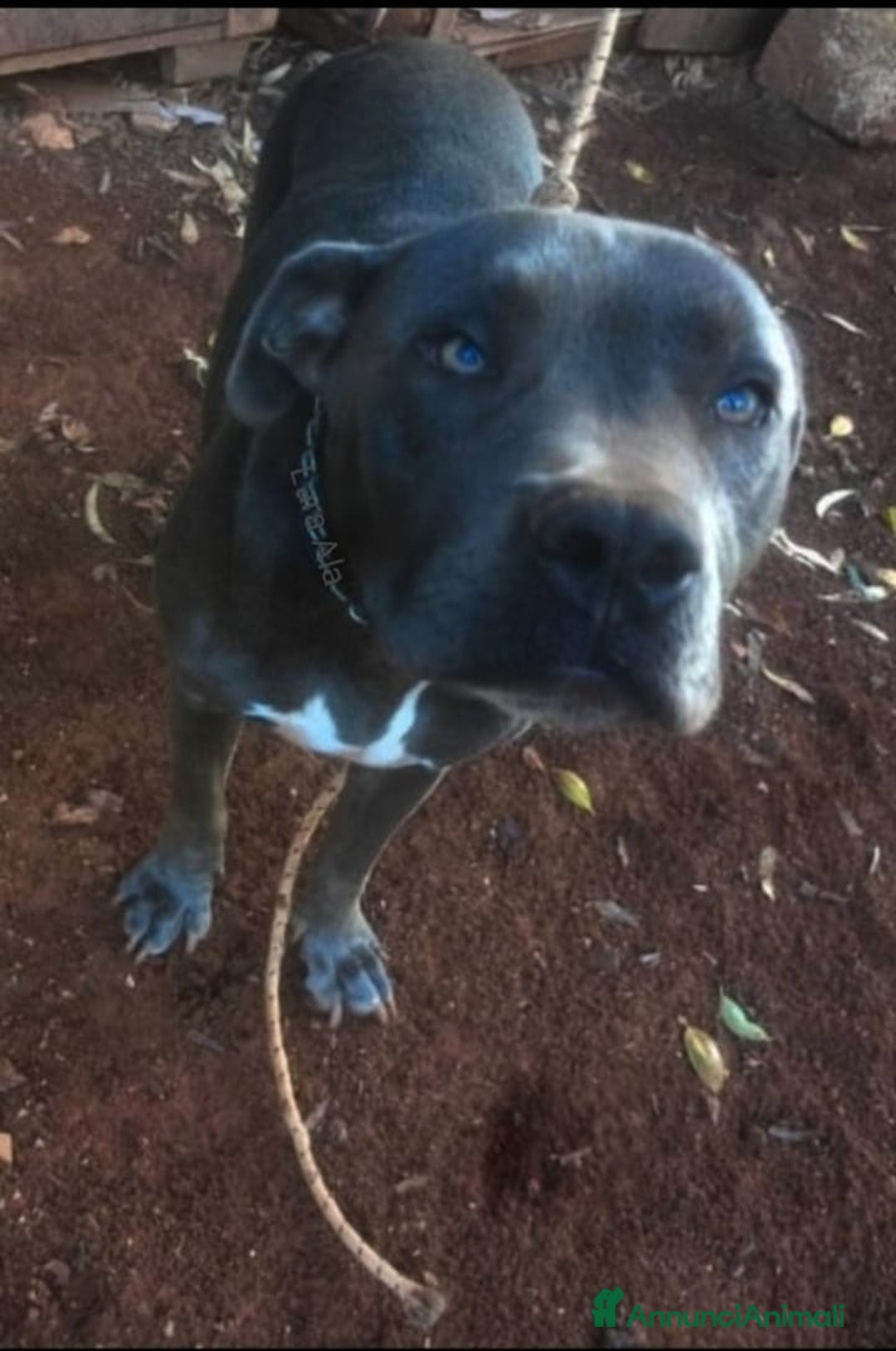 Pitbull cani in regalo: ATHENA TERRIER DI TIPO BULL 2 ANNI - Annuncio 1