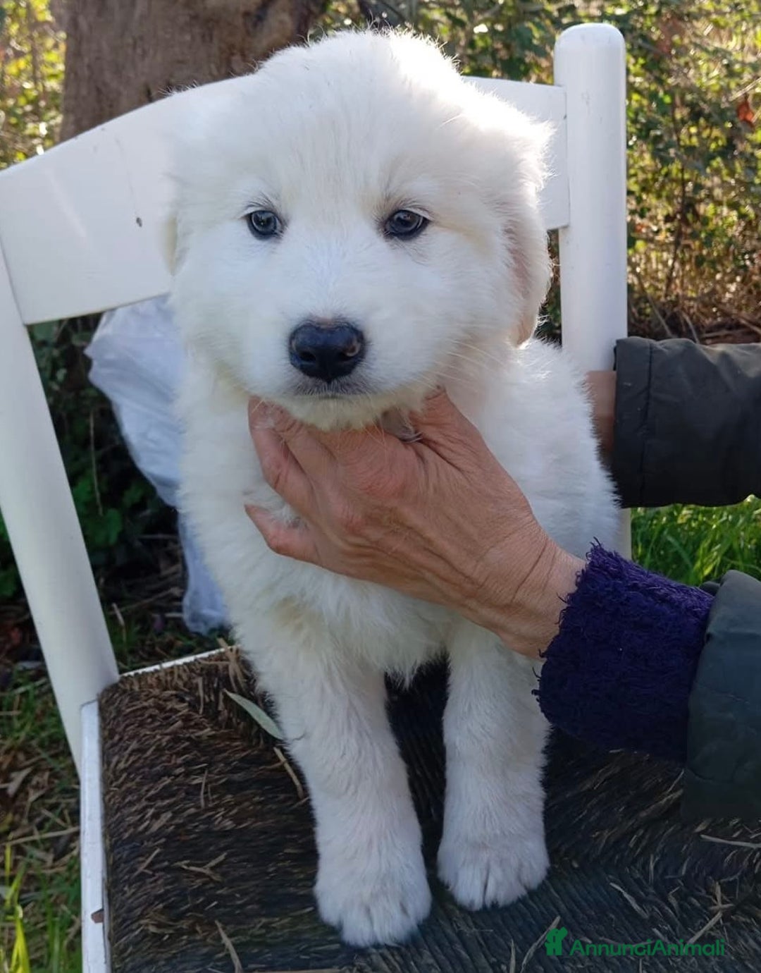 Pastore Maremmano cani in regalo: Dolcissimi orsetti 2 mesi tg grande  - Annuncio 4