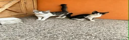 Europeo gatti in regalo: Gattine di tre mesi - Annuncio 6