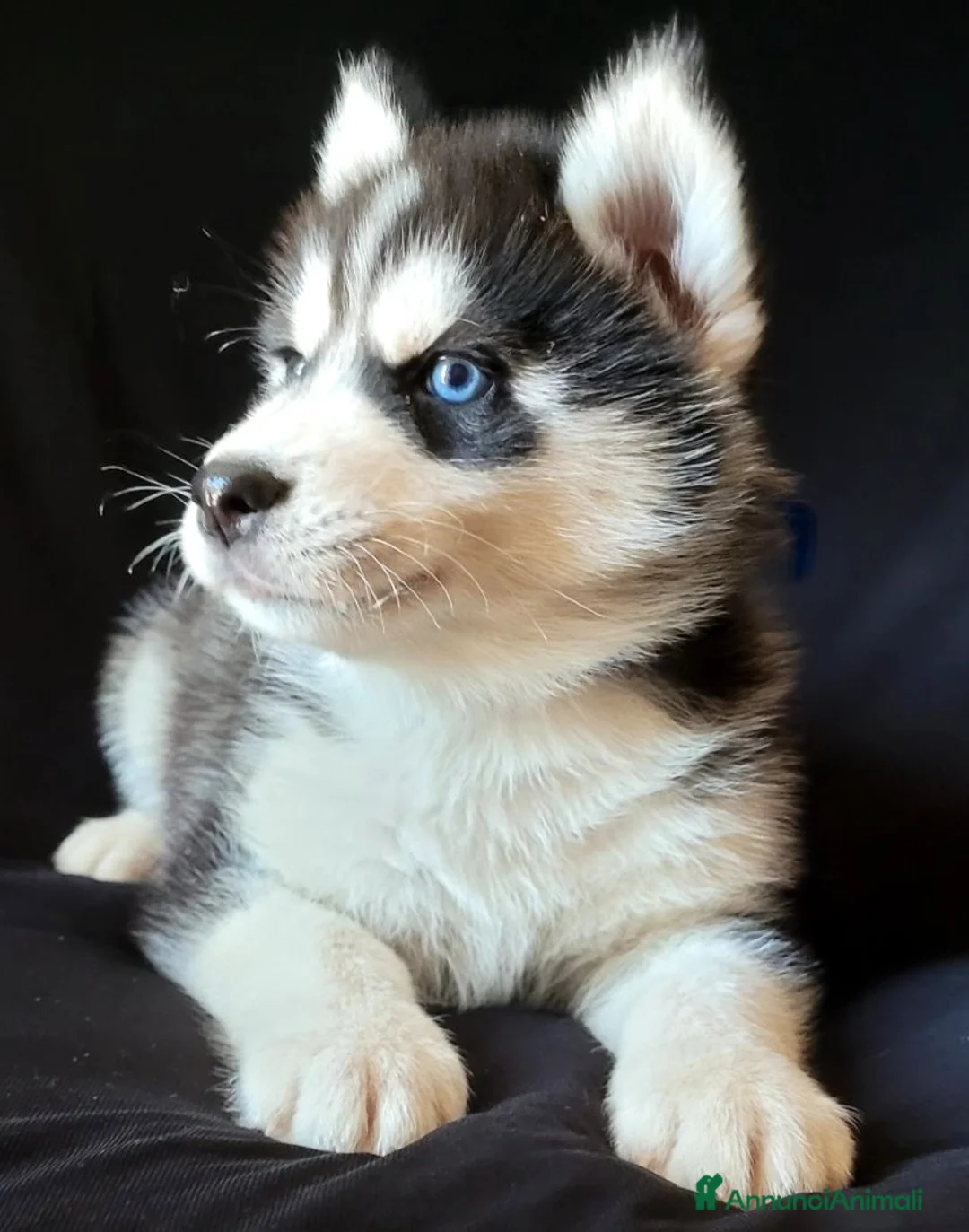 Husky cani in vendita: SIBERIAN HUSKY CUCCIOLATA CON PEDIGREE  - Annuncio 2