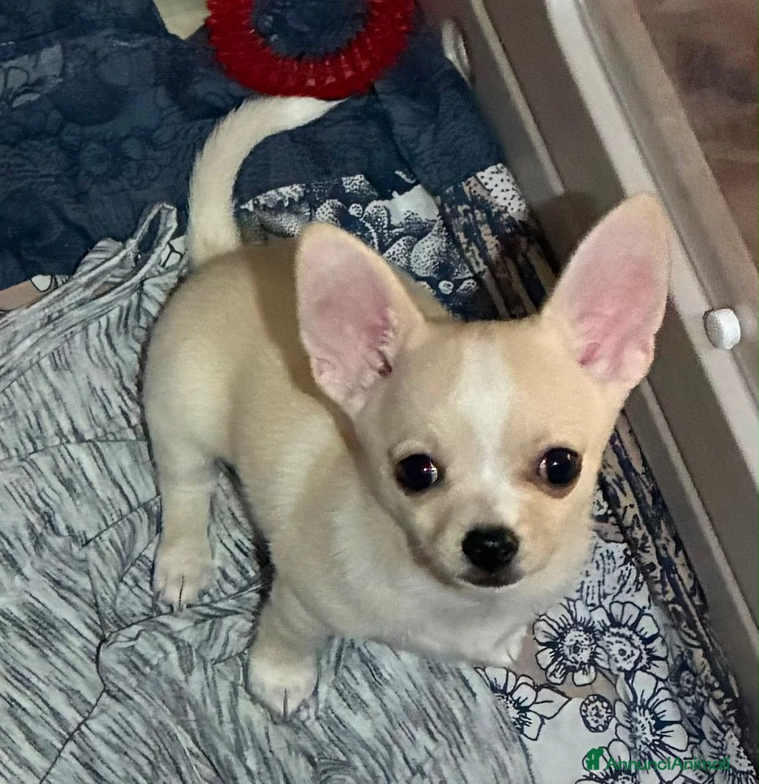 Chihuahua cani in vendita: Cucciolo Chihuahua pelo corto - Annuncio 1