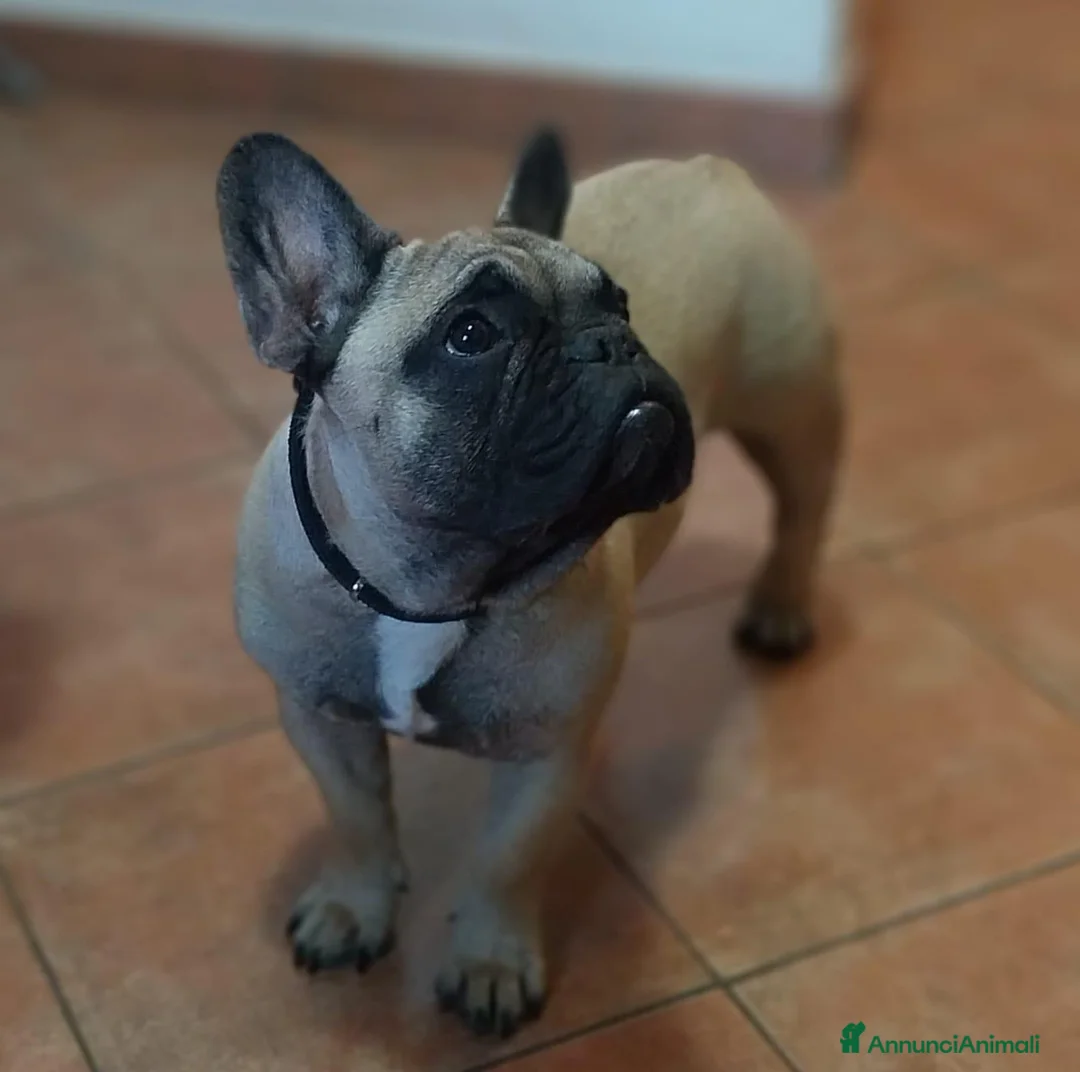 Bulldog Francese cani in vendita: Bulldog Francese  - Annuncio 3