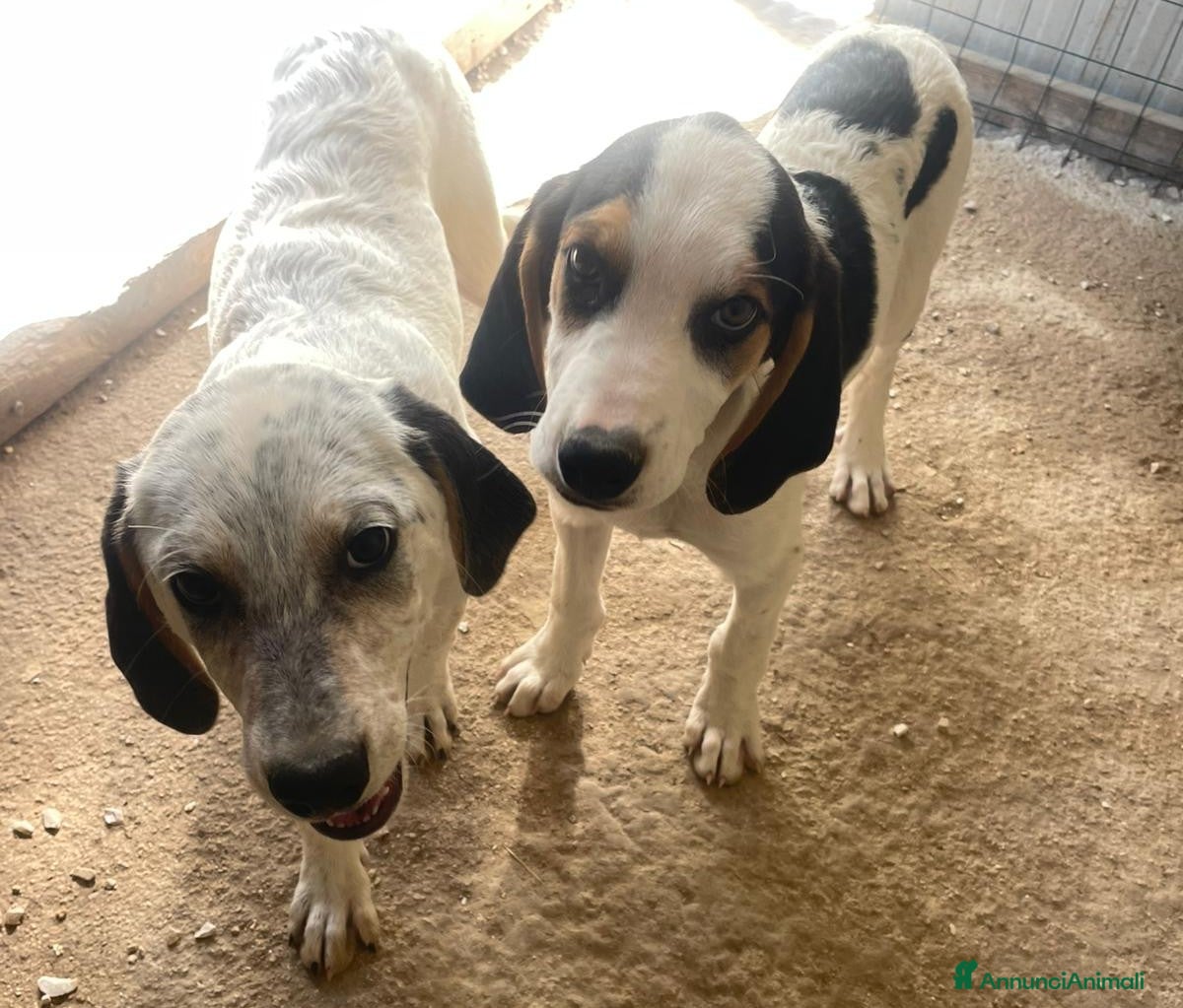 Segugio cani CUCCIOLA - Annuncio 3
