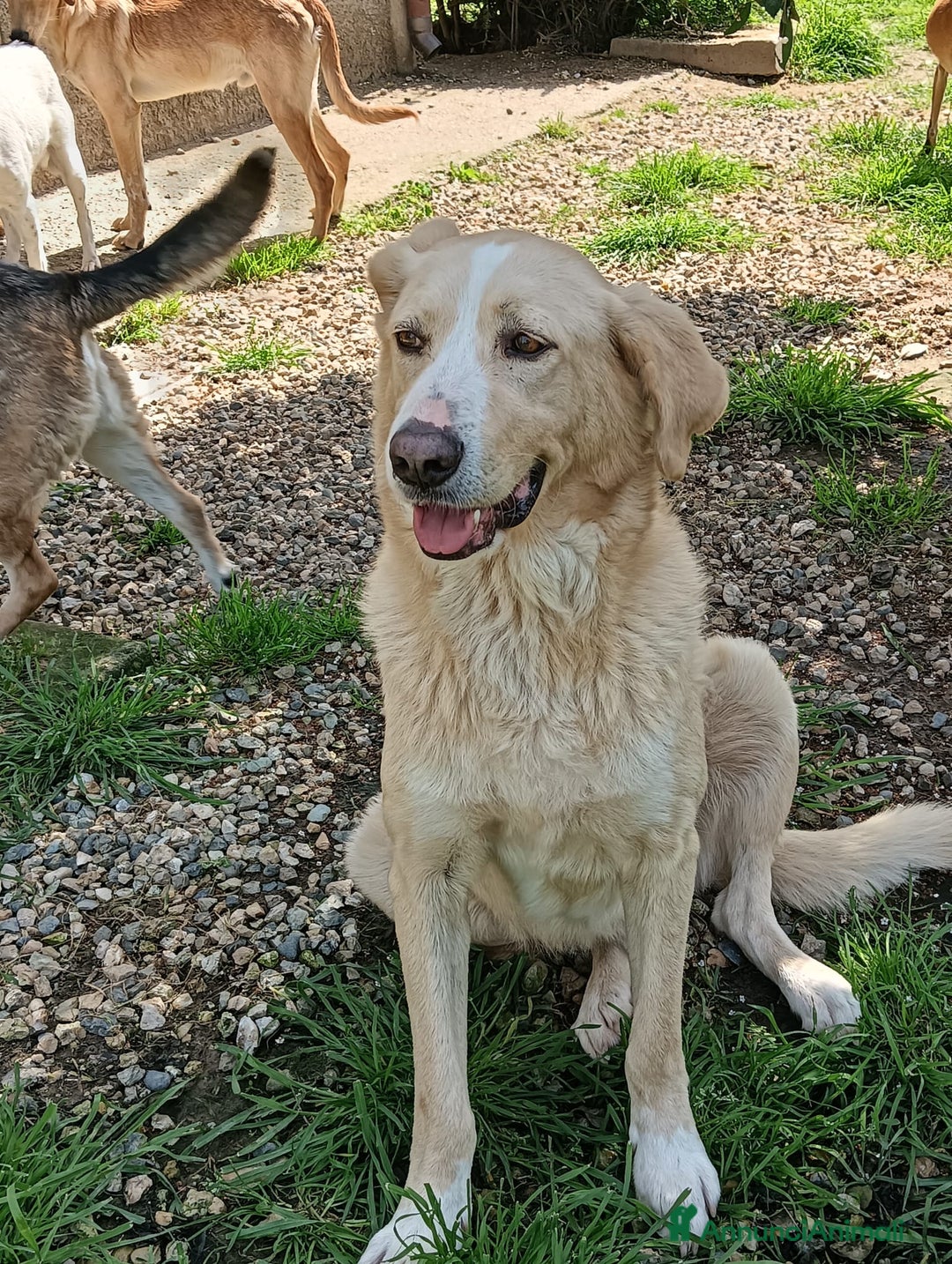 Meticcio cani in regalo: Pippo un cane buonissimo in cerca di casa  - Annuncio 11
