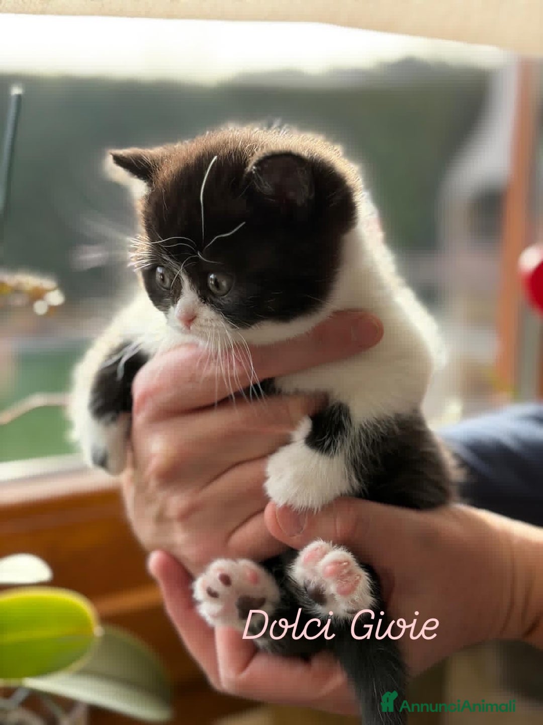 British gatti in vendita: British Shorthair bicolor black - Annuncio 9