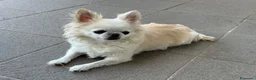 Chihuahua cani in vendita: Cucciola Chihuahua femmina – dolcissima – a Città Metropolitana di Firenze - Annuncio 9