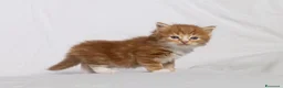 Siberiano gatti in vendita: Cuccioli gatto siberiano disponibili - Annuncio 8