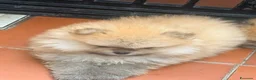 Spitz cani in vendita: Cuccioli di spitz Pomerania  - Annuncio 14