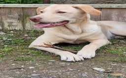 Labrador cani in regalo: Splendido Labrador - THOR a Città metropolitana di Milano - Immagine 5