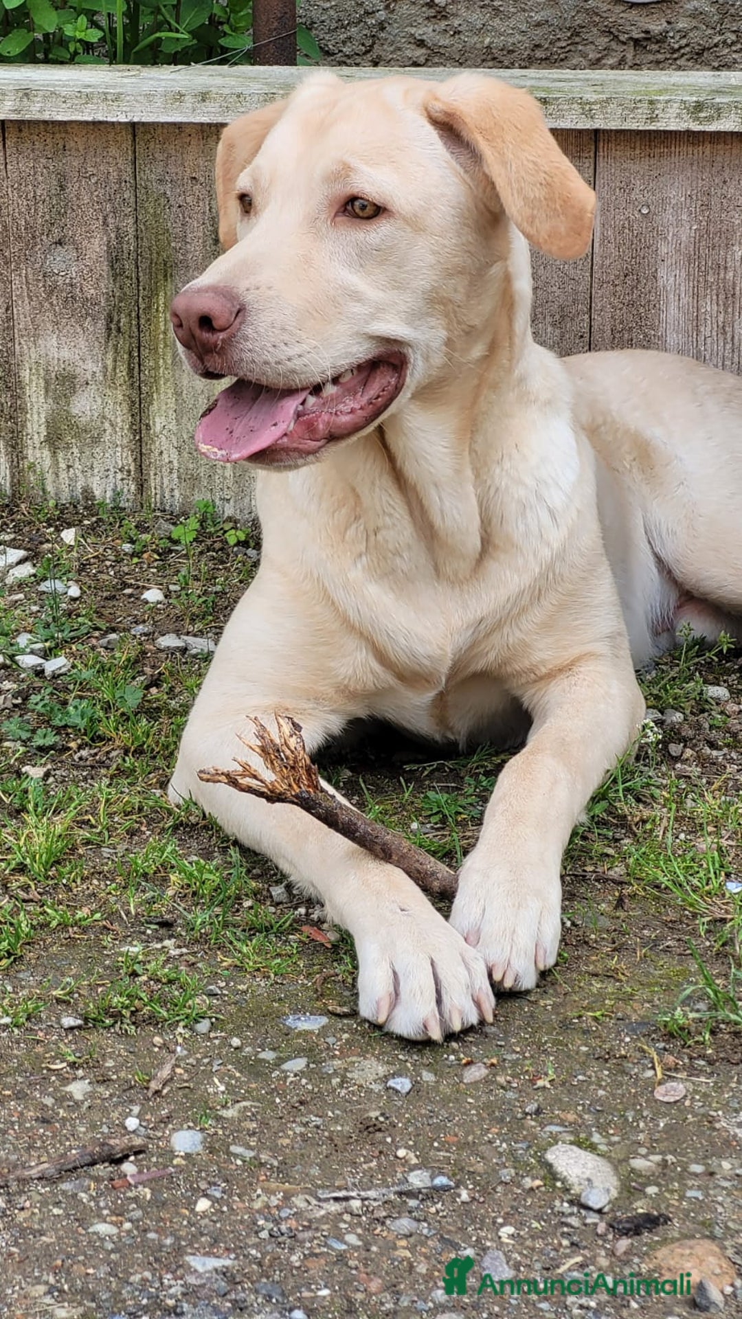 Labrador cani in regalo: Splendido Labrador - THOR a Città metropolitana di Milano - Immagine 5