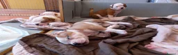 Bulldog cani in vendita: Cucciolo American bulldog  - Annuncio 22