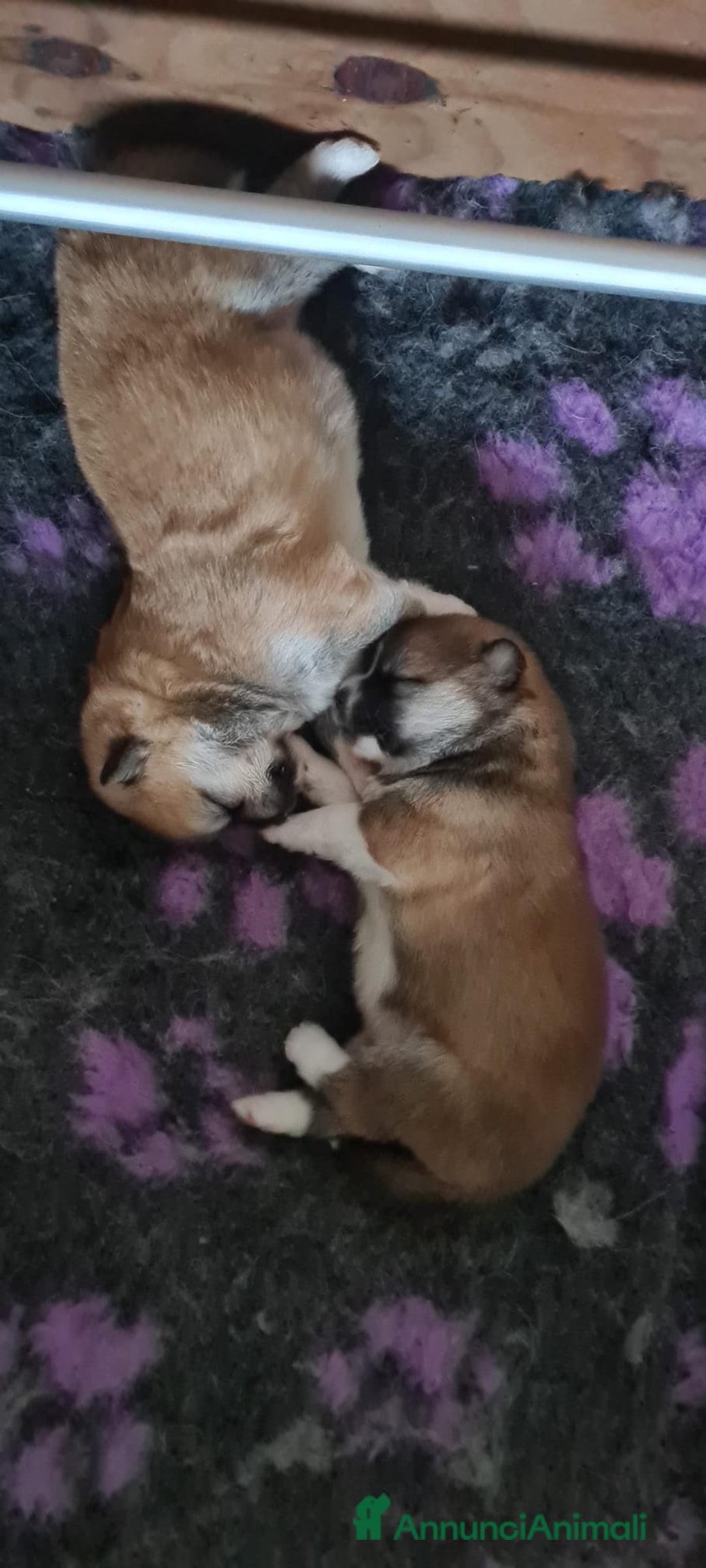 Akita Inu cani in vendita: Cuccioli di Akita LOMBARDIA  - Annuncio 6