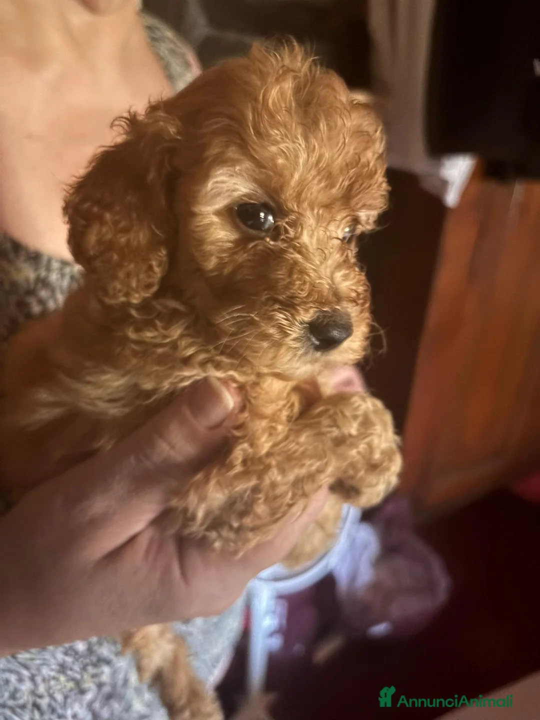 Barboncino Toy cani in vendita: Cuccioli di Barboncino toy - Annuncio 4