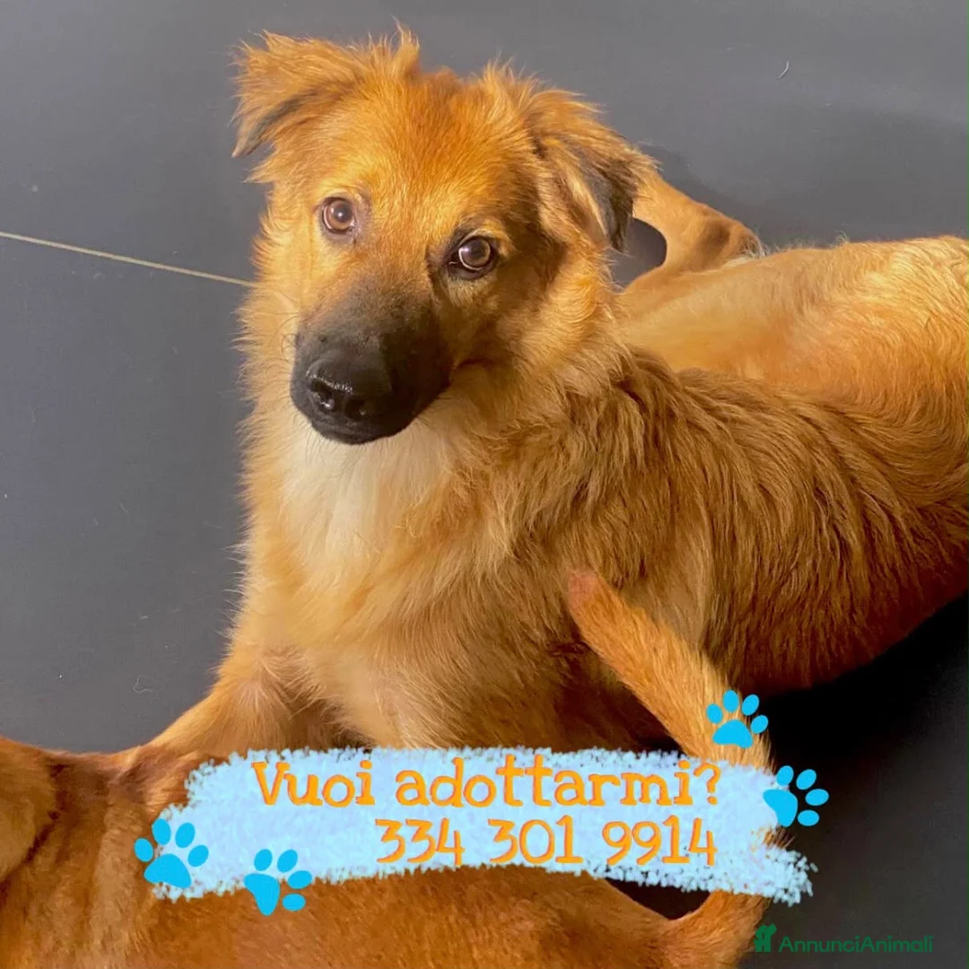 Meticcio cani in regalo: BERGAMOTTO 💙 IL BRUTTO È GIÀ ALLE SPALLE a Provincia di Forlì-Cesena - Annuncio 2