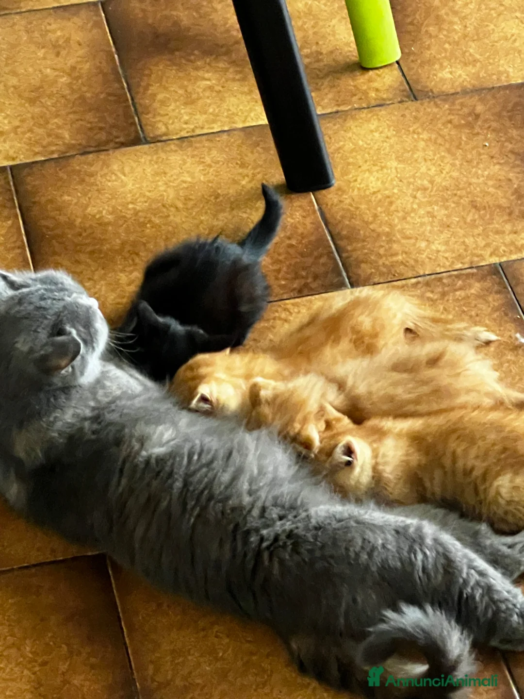 Scottish gatti in vendita: Scottish fold - Annuncio 7