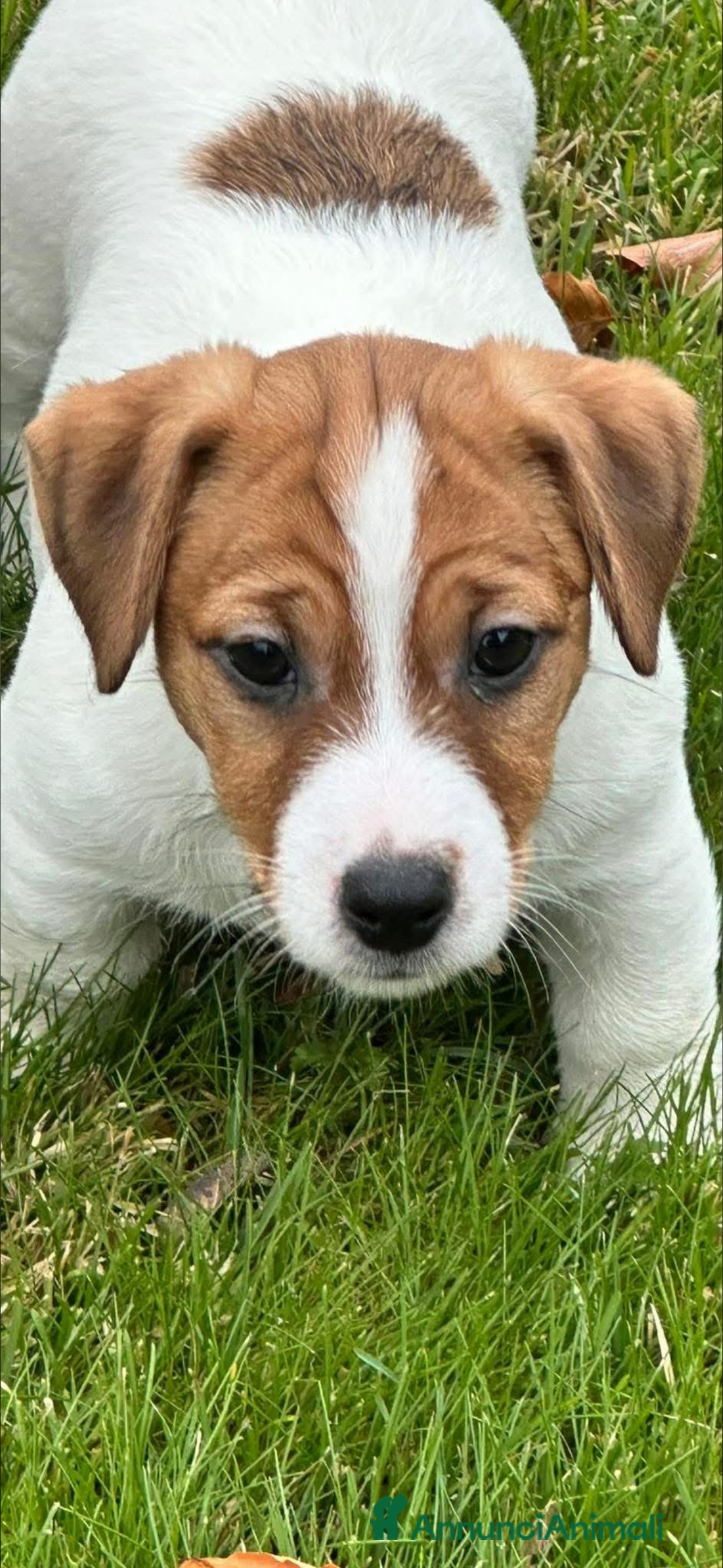 Jack Russell cani Cuccioli di jack Russell terrier  - Annuncio 35