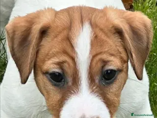 Jack Russell cani Cuccioli di jack Russell terrier - Annuncio 35