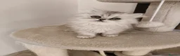 Persiano gatti in vendita: Cucciola persiana  - Annuncio 9